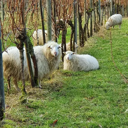 An Der Mosel, Romeo *