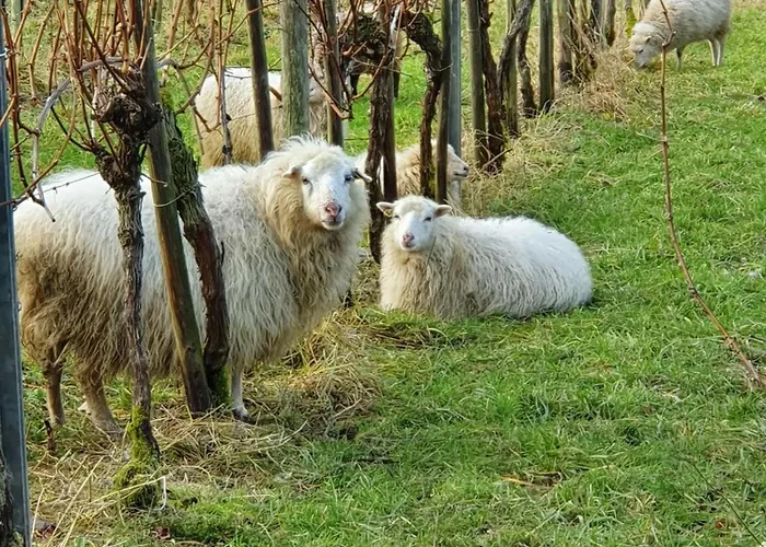 An Der Mosel, Romeo *